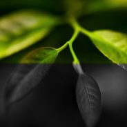 4 Tips to Help you Decide Between Black and White or Color for your Image