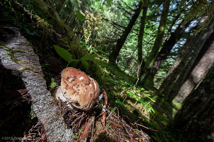 Alaska Rainforest Floor, Glacier Bay National Park, Alaska, USA