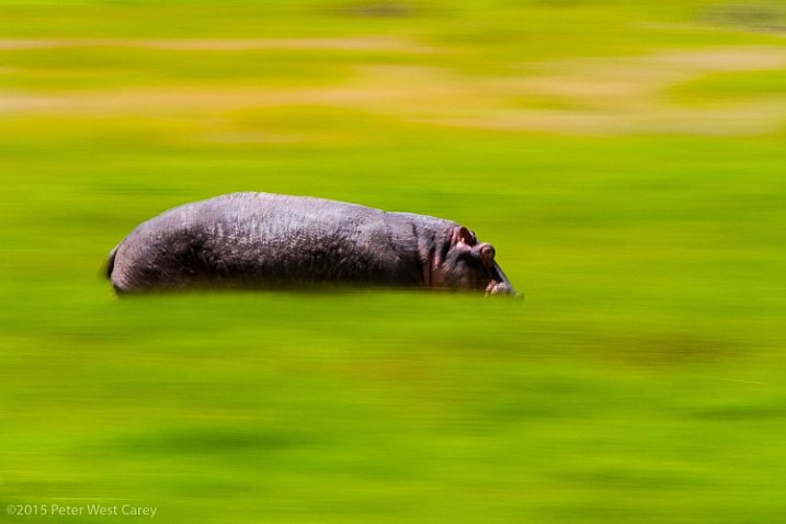 Hippos are amazingly fast animals, deceptively so. I had heard about this before heading to Africa in 2010, but once I witnessed just how fast they can run, and how mean they can be, I made sure my daughter and I were always close to, or in, a vehicle larger than a hippo when they were around. Ngorongoro Conservation Area, Tanzania.