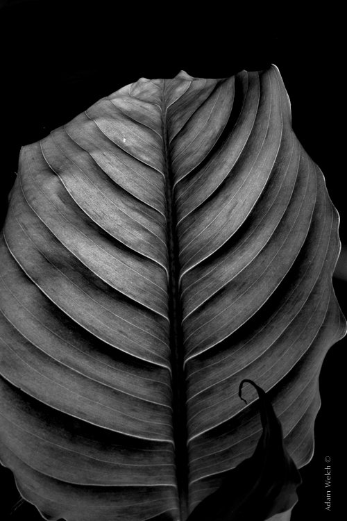 Plant Leaf.jpg Plant Leaf