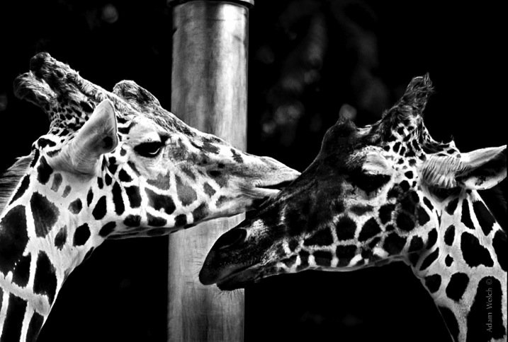 Two Giraffes.jpg Two Giraffes