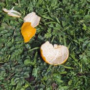 Dylan Nelson: “Familiar objects can produce an uneasiness”