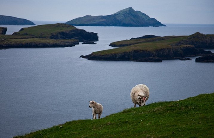 Seascape example - Valencia Island with Sheep