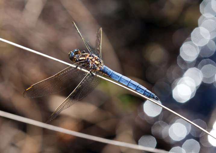 bluedragonflyDPS.jpg BluedragonflyDPS