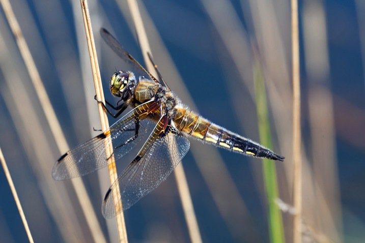 dragonflybluepoolDPS.jpg DragonflybluepoolDPS