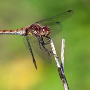 10 Tips for Photographing Dragonflies