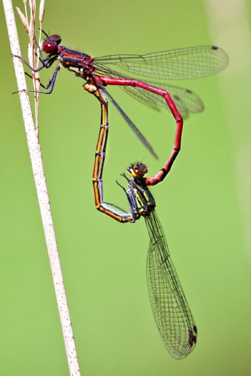 matingdamsels2DPS.jpg Matingdamsels2DPS