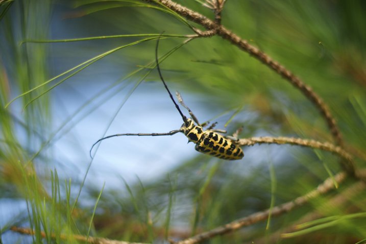 photographing-on-budget-cottonwood-borer