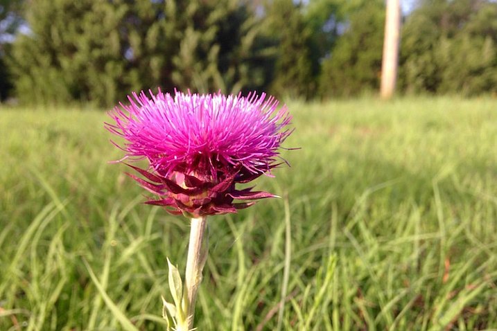 Capturing the beauty of nature with an old and relatively cheap iPhone 5.