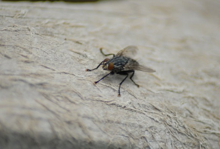 My brother took this shot with a ten-year-old DSLR and a macro lens he found when cleaning out his basement.