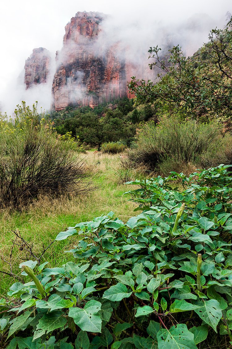 Final image from the video. Three image focus stack from Zion National Park.