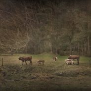 Put the Fun Back into Your Photography with a Cow Safari