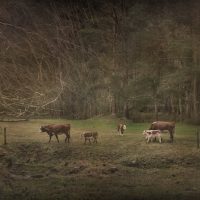 Put the Fun Back into Your Photography with a Cow Safari