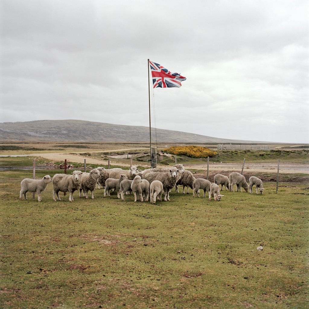 A Gather of Sheep, Long Island Farm, Falkland Islands
