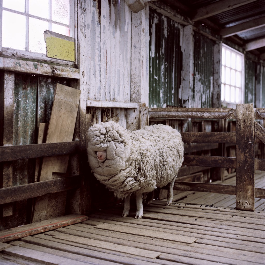 A Double-Fleeced Sheep, Fox Bay, West Falkland, Falkland Islands