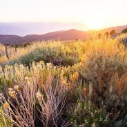 How To Quickly Focus Stack an Image in Photoshop