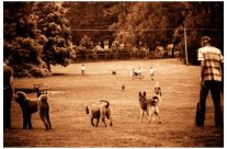 Moss Vale NSW dog park scene