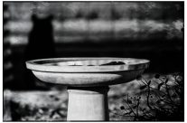 The Bird Bath and the Cat