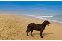 Murray River curly coated retriever