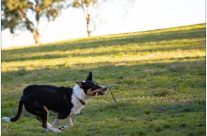 Dog in Flight