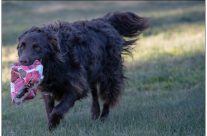 Murray River Curley Coat Retriever