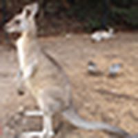 New Sydney Seascape group