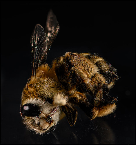 One dead bee