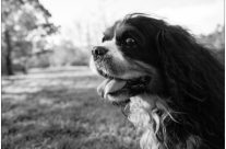 Cavalier King Charles Spaniel