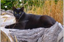 Cat on a log