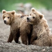 Nikon 600mm f/4E FL ED VR Review