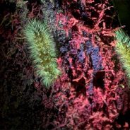 Canon’s ISO 4 million multi-purpose camera was used to record fluorescent life in the Amazon