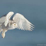 Nikon 600mm f/4G ED VR Review