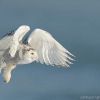 Nikon 600mm f/4G ED VR Review