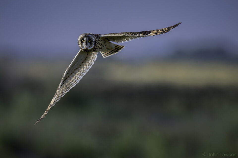 Nikon 600mm f/4G ED VR Image Sample #5