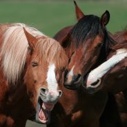 Slideshow: The hilarious finalists for the Comedy Pet Photo Awards 2020