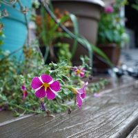 Sony a7C review: Compact size, big sensor image quality