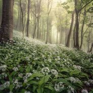 Â£10K Landscape Photographer of the Year prize goes to woodland view