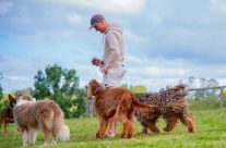 Moss Vale Dog Park