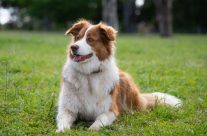 Moss Vale Dog Park