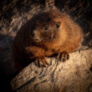 Nikon 180-400mm f/4E TC1.4 FL ED VR Review