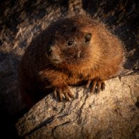 Nikon 180-400mm f/4E TC1.4 FL ED VR Review