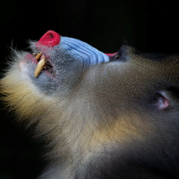 Slideshow: People’s Choice Award finalists for Wildlife Photographer of the Year