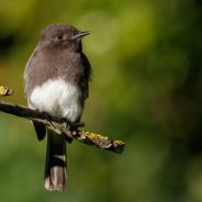 Best Camera for Sports and Wildlife Photography in 2021