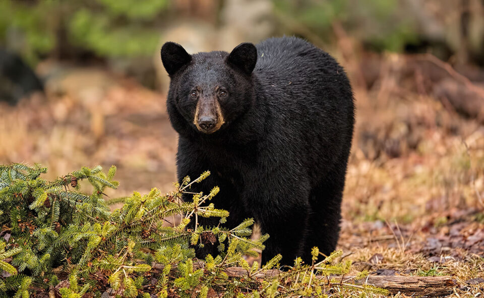 Female Black Bear Near Fallen Tree