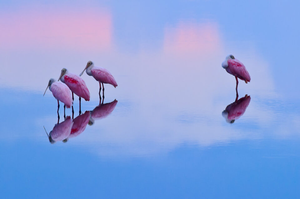 This photo was captured with the Nikon D3S DSLR, a very strong sports and wildlife photography action camera of its day.