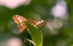 UNTITLED by ishtar photography