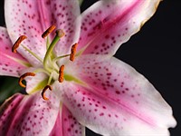 Fujifilm GF 120mm F4 Macro sample gallery