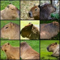 OpenAI’s new DALL-E AI program generates images of anything with fascinating success