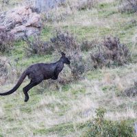 Reply to Australian Wildlife (Animals)