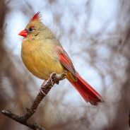 Reply to Looking for Nikon Teleconverter for Nikon 70-200mm lens.